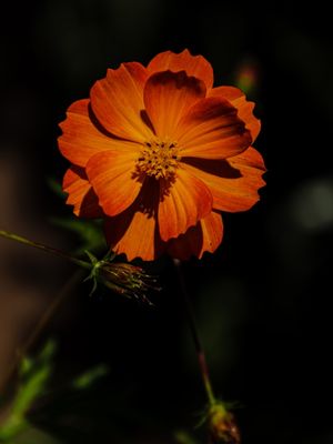 UNA MARGARIDA