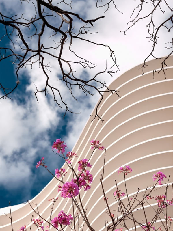 FLORES PARA NIEMEYER I