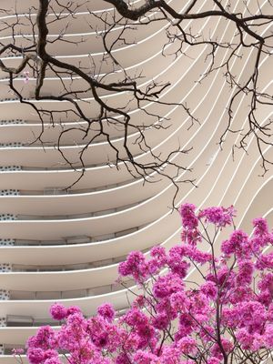 FLORES PARA NIEMEYER II