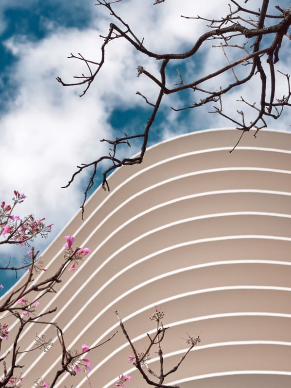 FLORES PARA NIEMEYER IV