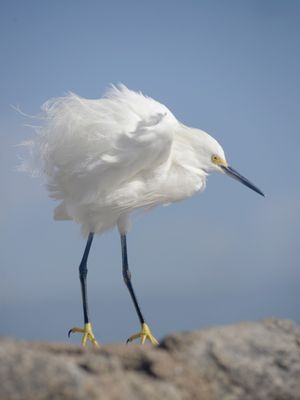 PÁSSARO NO MAR2