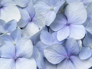 HORTÊNCIA LINDA