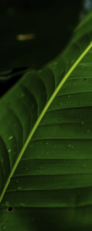 FOLHAGEM NA CHUVA - VERTICAL I