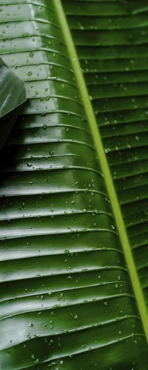 FOLHAGEM NA CHUVA - VERTICAL II