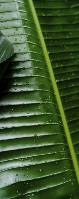 FOLHAGEM NA CHUVA - VERTICAL II