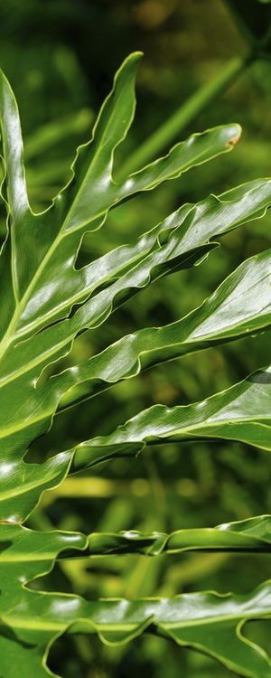 FOLHAGENS TROPICAIS - VERTICAL I