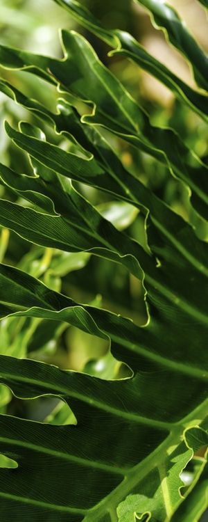 FOLHAGENS TROPICAIS - VERTICAL II