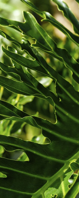 FOLHAGENS TROPICAIS - VERTICAL II