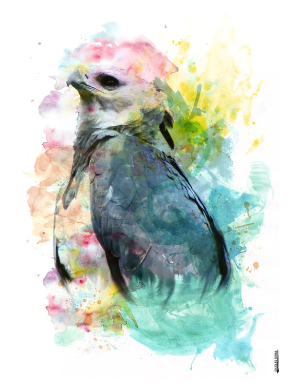 HARPIA - AQUARELA