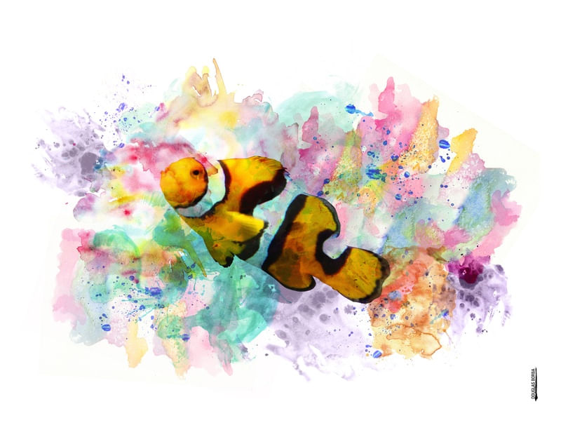 PEIXE PALHAÇO - AQUARELA