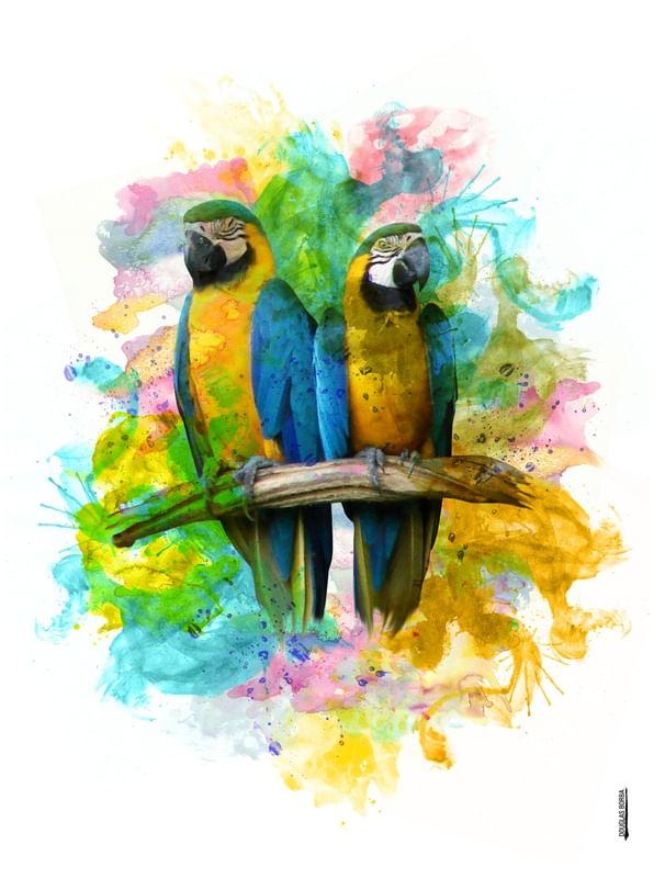 ARARA - AQUARELA