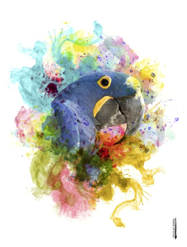 ARARA AZUL - AQUARELA