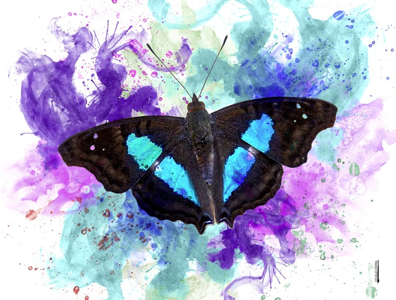 BUTTERFLY AQUARELA
