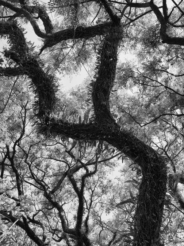 NATUREZA BW I