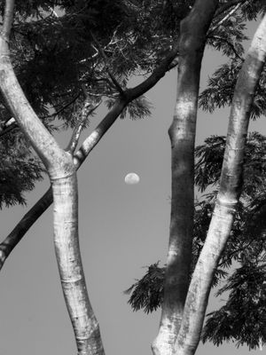 NATUREZA BW II