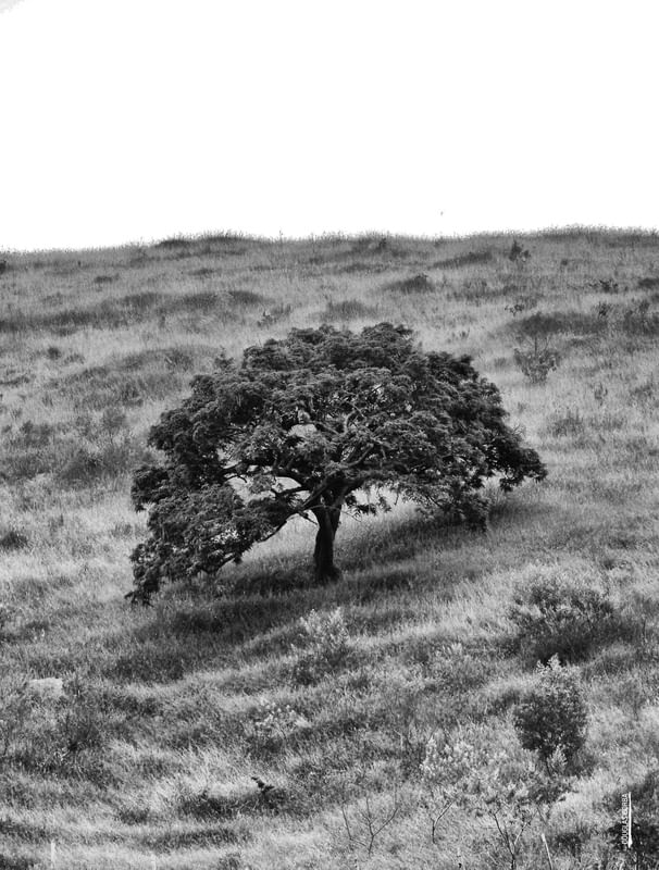 NATUREZA 4 BW