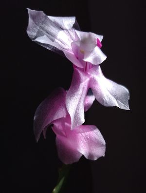 FLOR 28