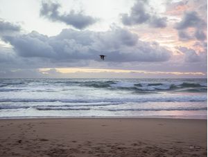 CARCARÁ SOBREVOANDO PRAIA NO LITORAL DO NORDESTE