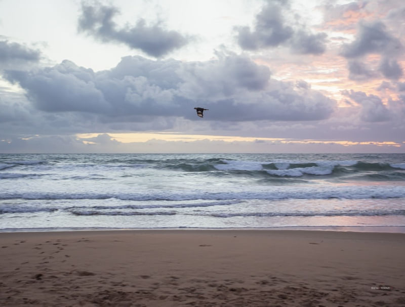 CARCARÁ SOBREVOANDO PRAIA NO LITORAL DO NORDESTE
