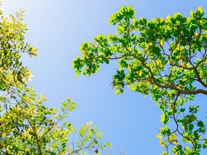 UM CÉU DE PLANTAS