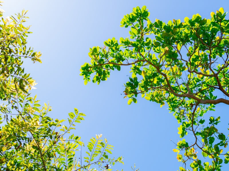 UM CÉU DE PLANTAS