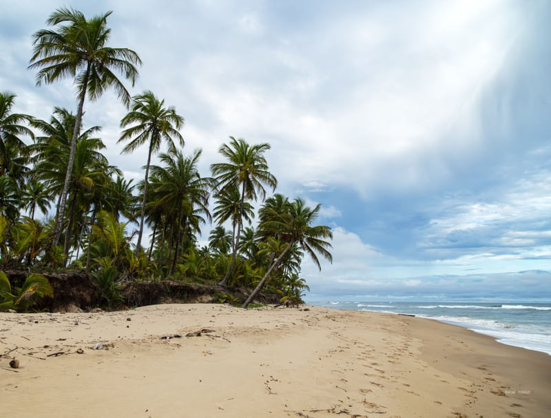 MUITOS COQUEIROS NA PRAIA DESERTA