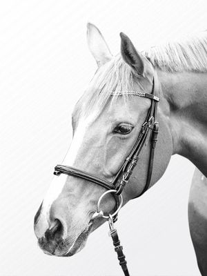 HORSE BW 02