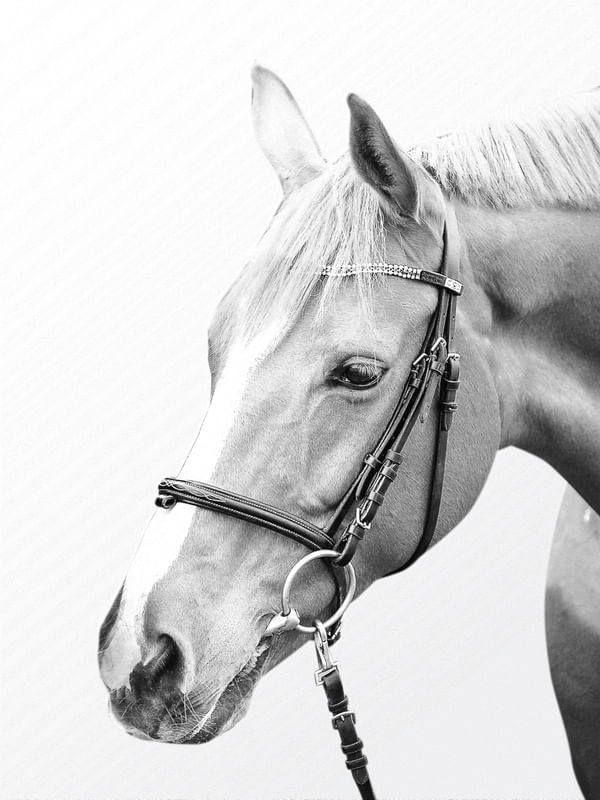 HORSE BW 02