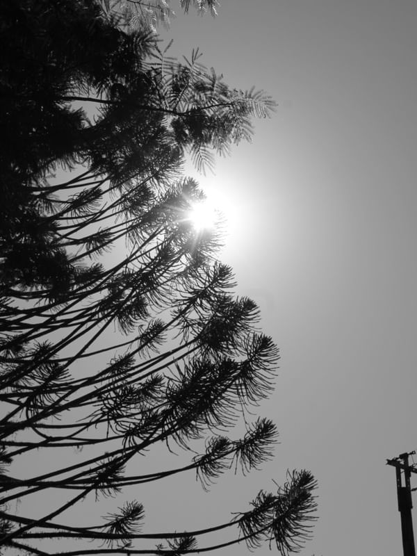 PINHEIRO E SOL POR LUISAFORNASARI