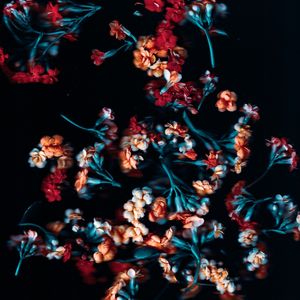 SCANOFLOWERS