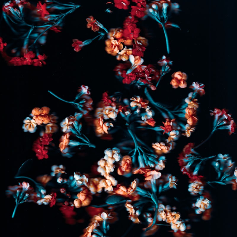 SCANOFLOWERS