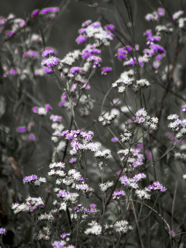 DELICADEZA DO SERRADO
