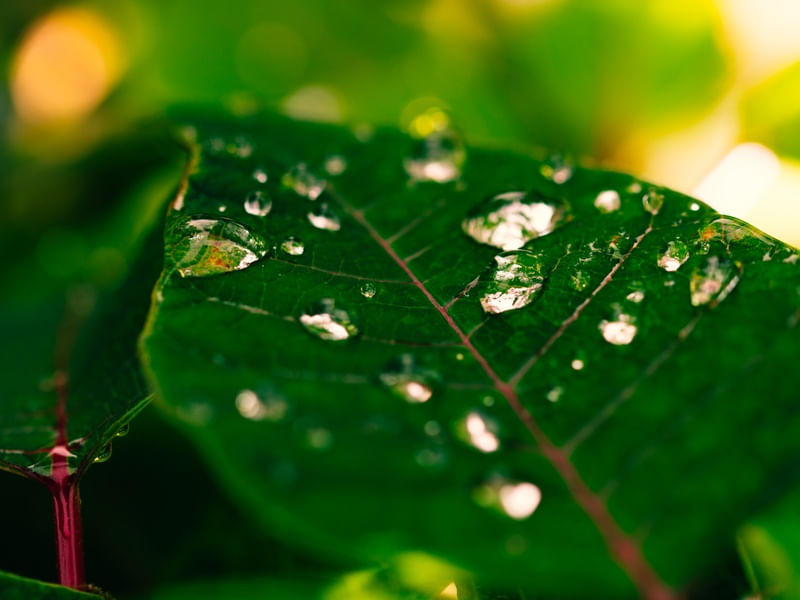 DEPOIS DA CHUVA I