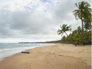 TRONCO DE COQUEIRO NA PRAIA