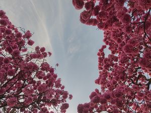 IPÊ0222