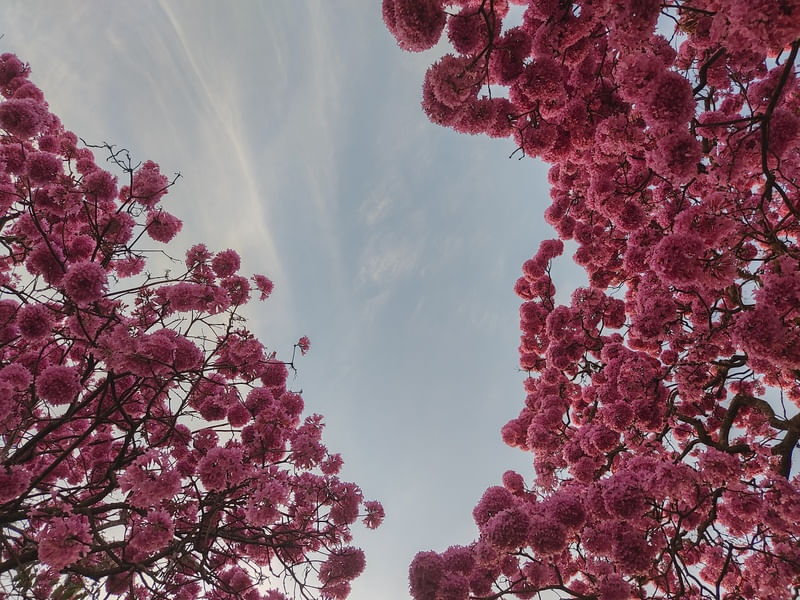IPÊ0222