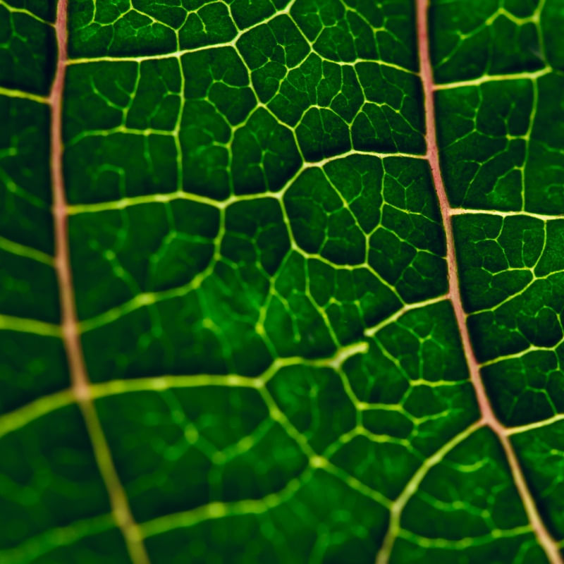 NATURALIDADES I