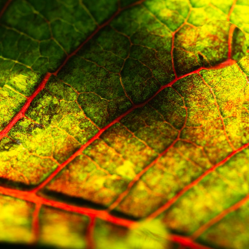 NATURALIDADES II