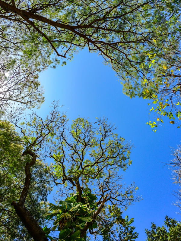 ÁRVORES E O CÉU