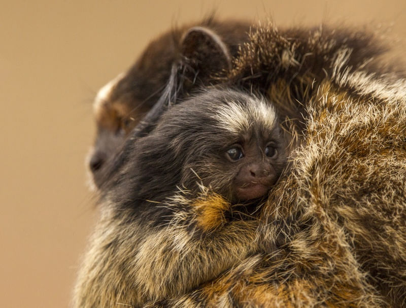 AMOR A SUA CRIA - SAGUI FILHOTE ABRAÇANDO A MÃE