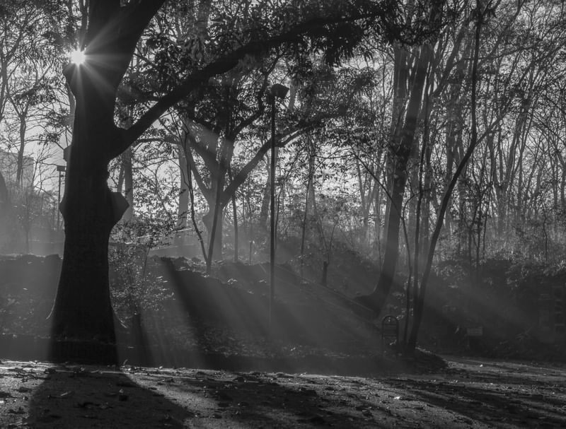 LUZ DO SOL ATRAS DA ARVORE PB