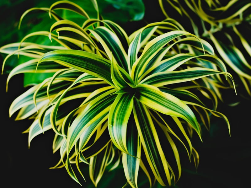 DRACAENA REFLEXA