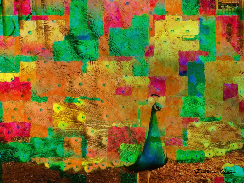 THE PEACOCK