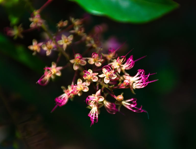 HIRTELLA FLOR DELICADA