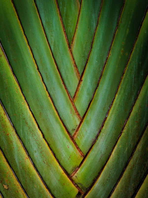 RAVENALA MADAGASCARIENSIS