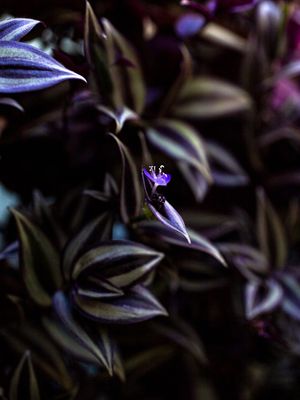 RÔXO FLORAL