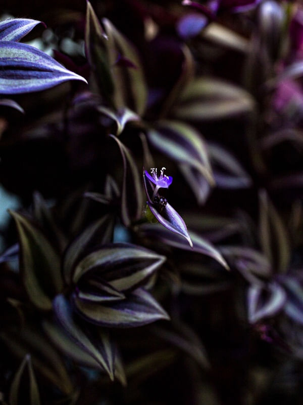 RÔXO FLORAL