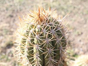 CACTUS IN CHILE
