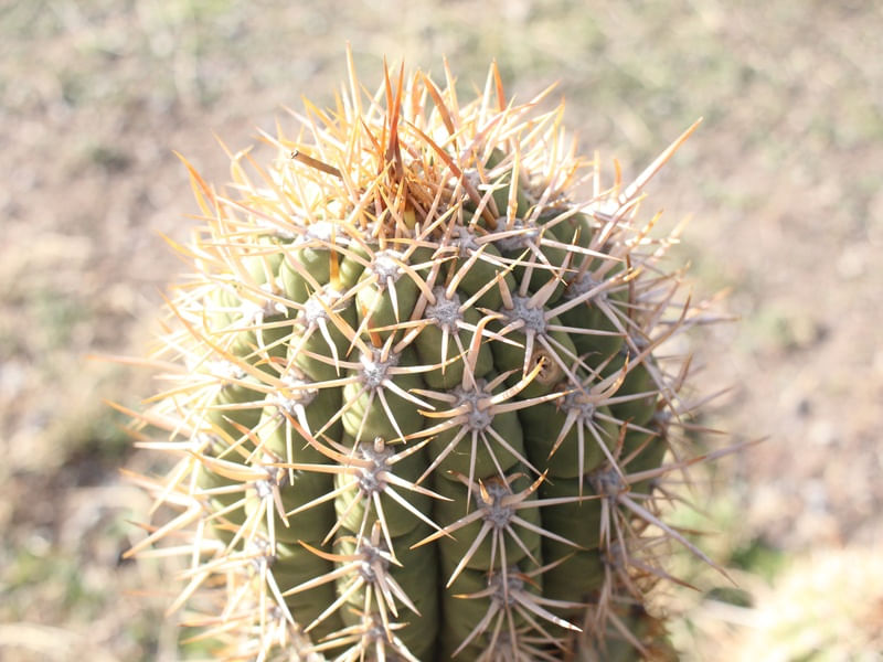 CACTUS IN CHILE