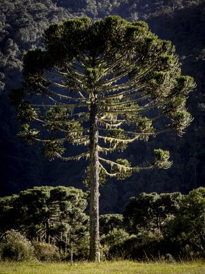 ARAUCÁRIA SC